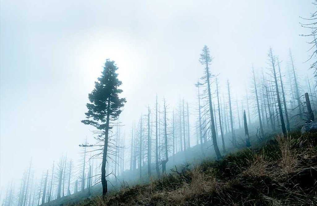 Trees on foggy hillside